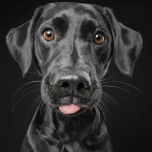 Servicio Fotográfico para Mascotas PATA PIC